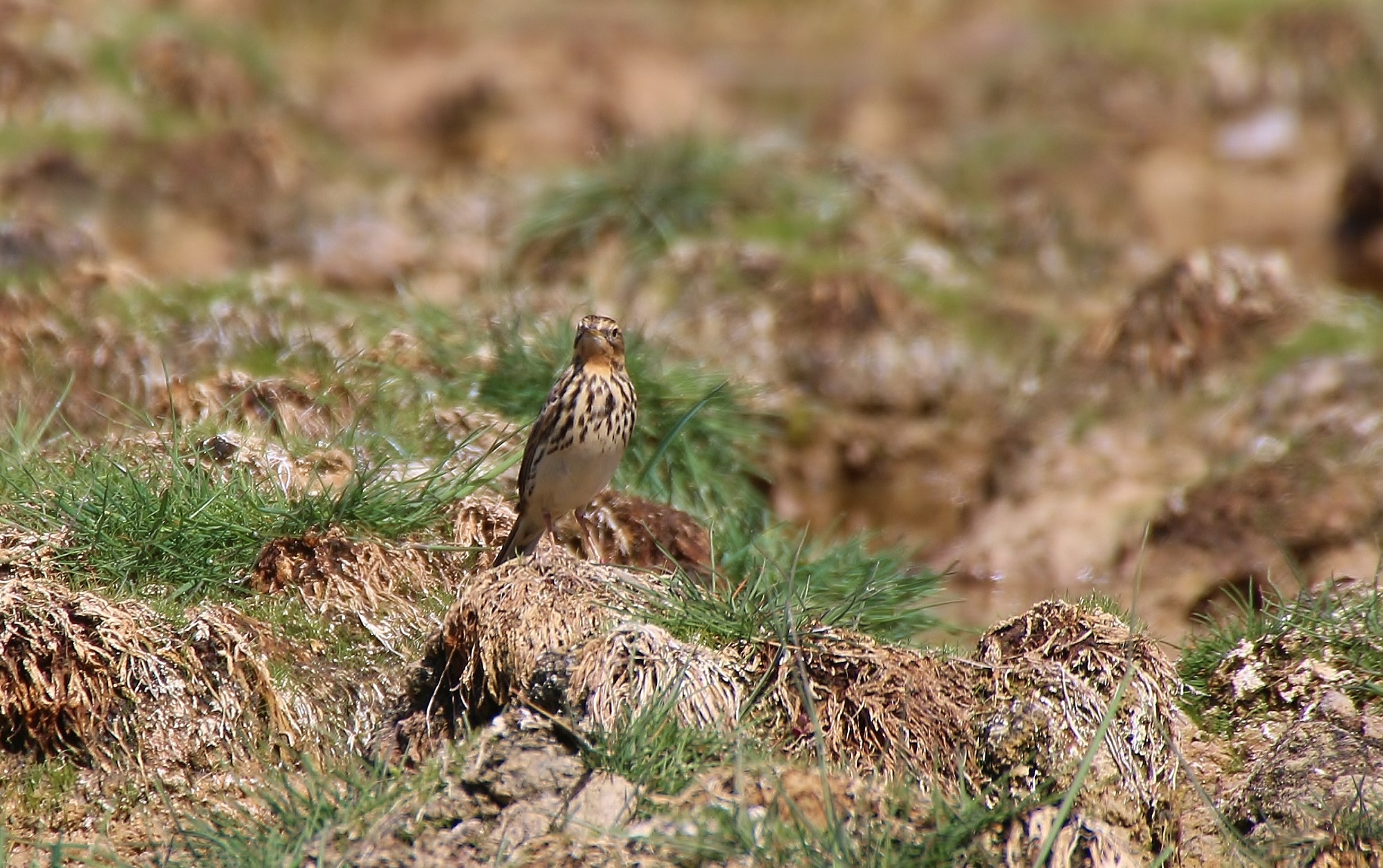 Red-throated Pipit
